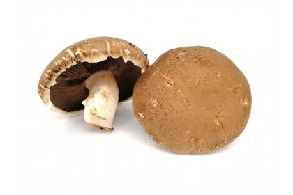Mushroom Porta Bello
