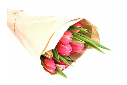 Tulip Double Color Pink