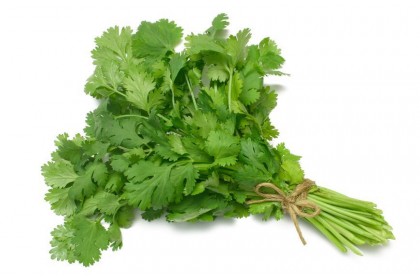 Coriandar / Cilantro