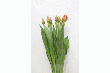 Tulip Cut Worlds Favoite colour 10 stand