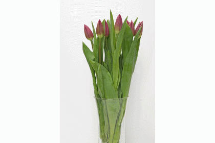 Tulip Cut Barcelona colour 10 stand