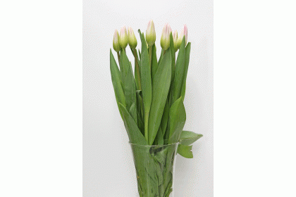 Tulip Rosario colour 10 stand
