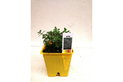 HERB POT LEMON THYME  3" Small POT