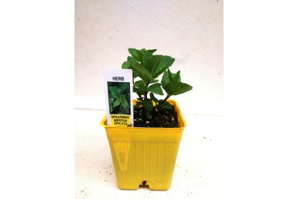 HERB POT MINT 3" Small POT