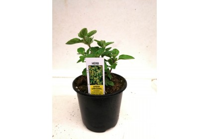 HERB POT OREGANO  4" 