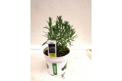 HERB POT LAVENDER  4" 