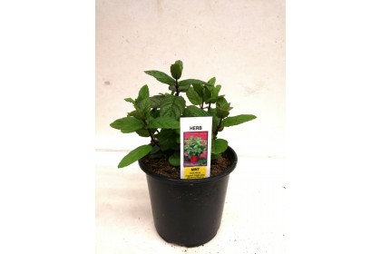 HERB POT  MINT  4" 