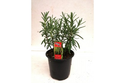 HERB POT ROSEMARY  4"