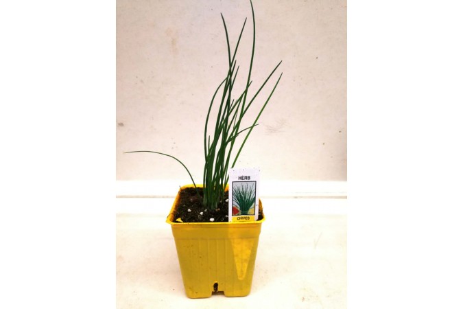 HERB POT CHIVES  3" Small POT