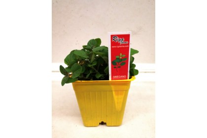 HERB  POT OREGANO 3" YELLOW POT