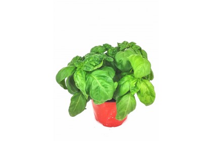 Basil pot 6 inch