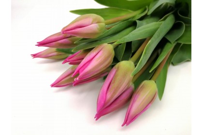 Tulip CUT  10 STEM  PURPLE NEW