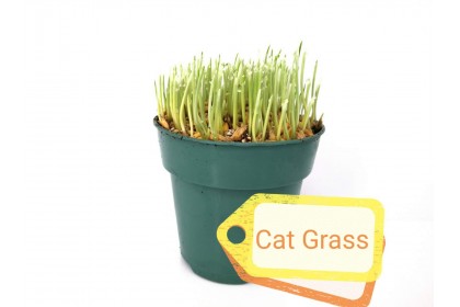 CAT GRASS 4"