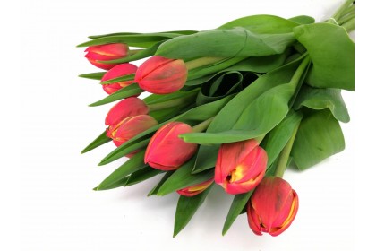 TULIP CUT  10 STEM RED & YELLOW  