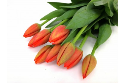 Tulip Cut Worlds Favoite Orange colour 10 stand