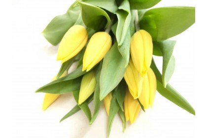 Tulip Cut Light Yellow  (10 stems)