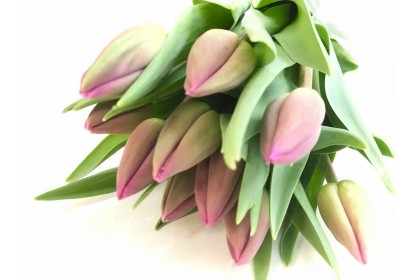 Tulip Cut Purple  (10 stems)