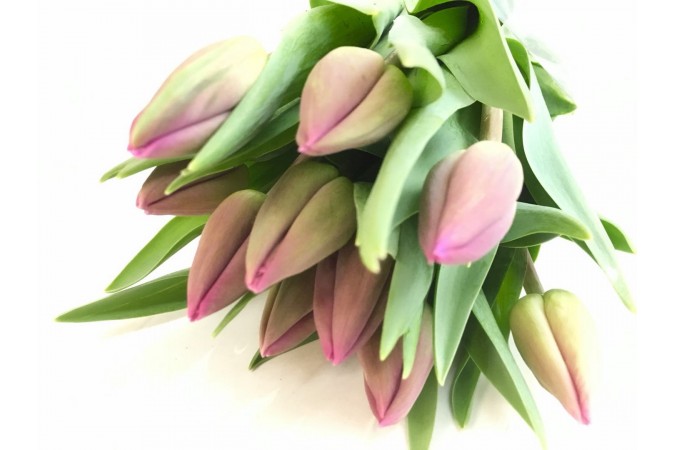 Tulip Cut Purple  (10 stems)