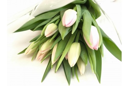 Tulip cut Light Pink  (10 stems)