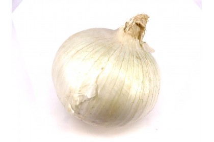 Onion White 