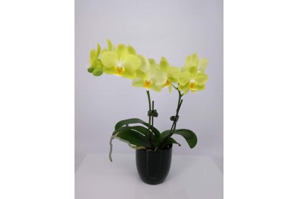 MINI ORCHID 3