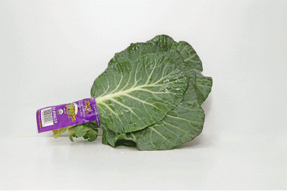 Lacinato Kale Organic