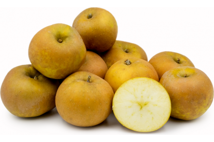 Apple Russet ont