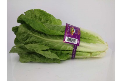 Romaine  Organic