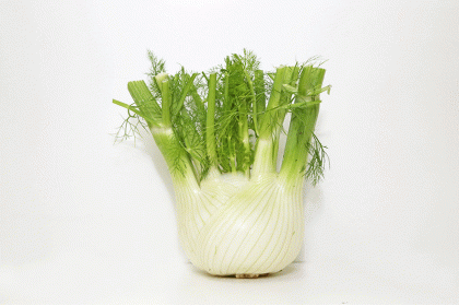 Fennel