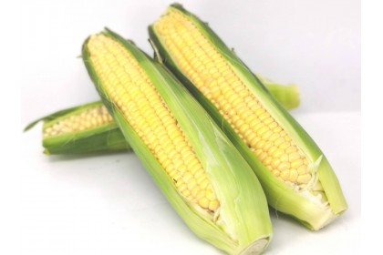 CORN YELLOW SWEET ONTARIO 3pc