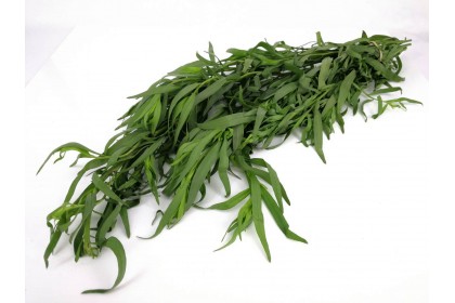 Herb Tarragon