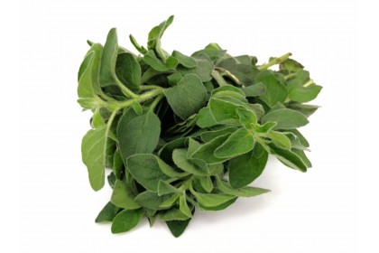 Herb Oregano