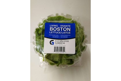 Boston Lettuce (box)